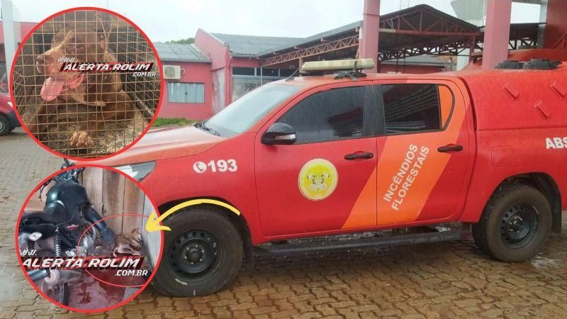 Pitbull invade residência e mata outro cachorro em Rolim de Moura Pitbull invade residência e mata outro cachorro em Rolim de Moura