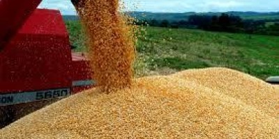 Conab realiza novo leilão de frete de milho para transporte de aproximadamente 606,6...