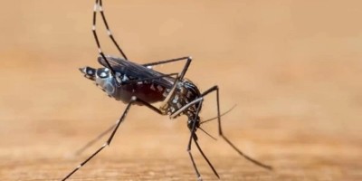 Em dois meses, Brasil já registrou mais de 1 milhão de casos de dengue