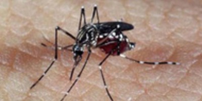  Brasil enfrenta maior epidemia de dengue da história 