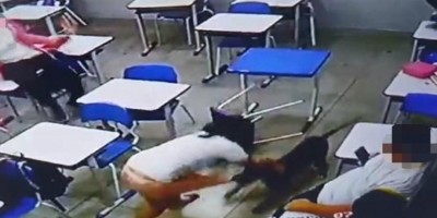 Cachorro ataca aluna dentro de sala de aula; video