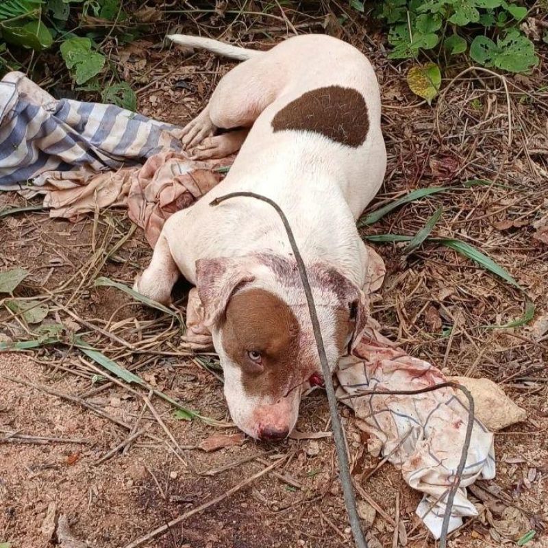Cachorro pitbull é violentamente agredido e abandonado à morte na zona rural de Rolim de Moura Cachorro pitbull é violentamente agredido e abandonado à morte na zona rural de Rolim de Moura