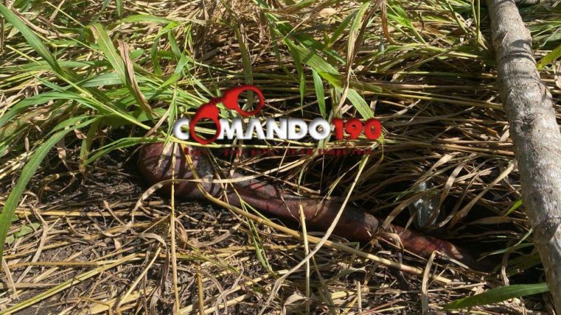 Homem é morto decapitado em Ji-Paraná Homem é morto decapitado em Ji-Paraná