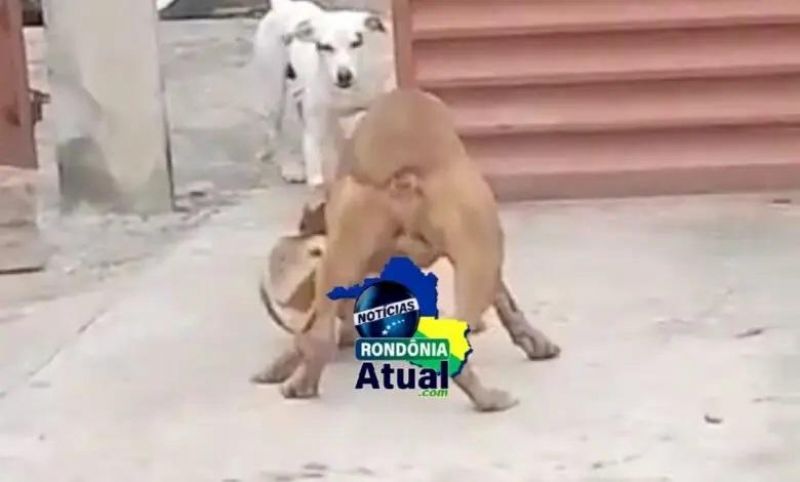 Pitbull invade residência, ataque pai e bebê de colo e mata outro cachorro em Ji-Paraná; vídeo Pitbull invade residência, ataque pai e bebê de colo e mata outro cachorro em Ji-Paraná; vídeo