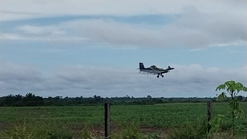 VENENO AGRÍCOLA: Agricultores reclamam de pulverização aérea em fazendas no Baixo Madeira VENENO AGRÍCOLA: Agricultores reclamam de pulverização aérea em fazendas no Baixo Madeira