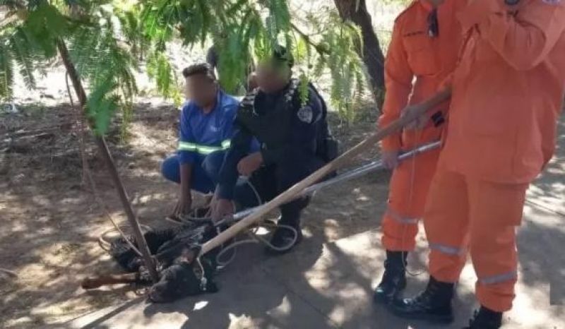 ROLIM DE MOURA: Cão agressivo é capturado por Corpo de Bombeiros e Zoonose ROLIM DE MOURA: Cão agressivo é capturado por Corpo de Bombeiros e Zoonose