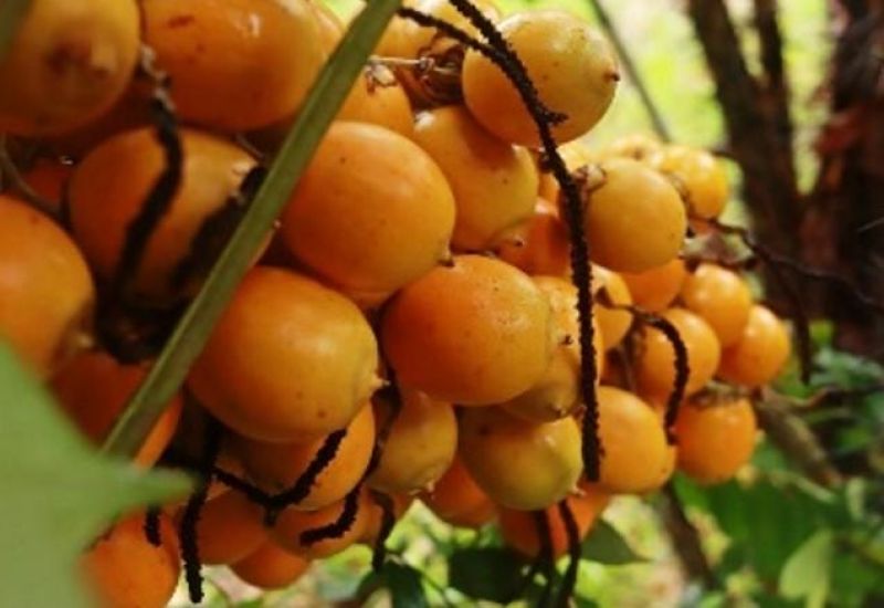 SAUDÁVEL: Conheça o tucumã, o tesouro nutricional da Amazônia SAUDÁVEL: Conheça o tucumã, o tesouro nutricional da Amazônia