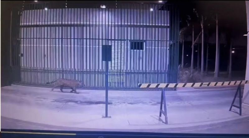 Onça-pintada é flagrada tentando entrar em condomínio de luxo em Ji-Paraná; vídeo Onça-pintada é flagrada tentando entrar em condomínio de luxo em Ji-Paraná; vídeo