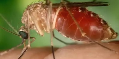 Atuação do MPF contribui para queda expressiva dos casos de febre oropouche em Rondônia Atuação do MPF contribui para queda expressiva dos casos de febre oropouche em Rondônia