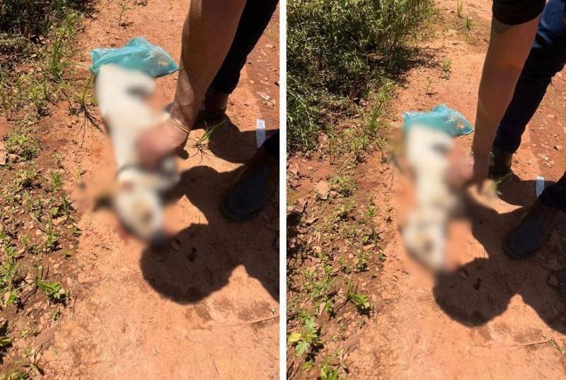 Homem é preso por matar cachorro a pauladas em Várzea Grande Homem é preso por matar cachorro a pauladas em Várzea Grande