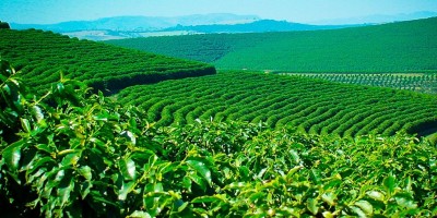 Indústria do café prevê alta de até 15% nos preços nos próximos dias Indústria do café prevê alta de até 15% nos preços nos próximos dias