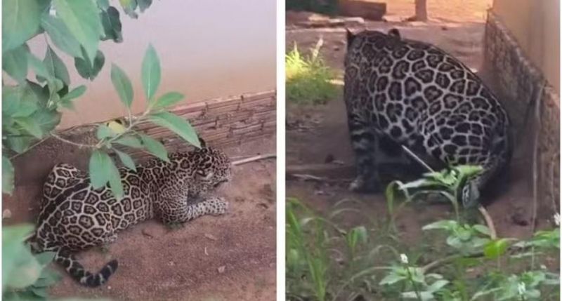 Onça-pintada invade residência em distrito de Porto Velho Onça-pintada invade residência em distrito de Porto Velho