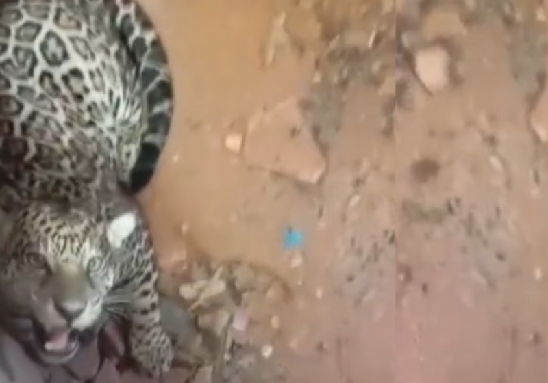 Onça que assustou Extrema é capturada pelo Ibama Onça que assustou Extrema é capturada pelo Ibama