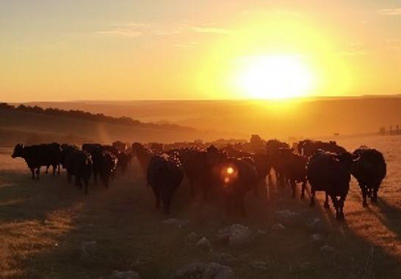 AGROPECUÁRIA: Rondônia se destaca entre os maiores produtores de gado no país AGROPECUÁRIA: Rondônia se destaca entre os maiores produtores de gado no país