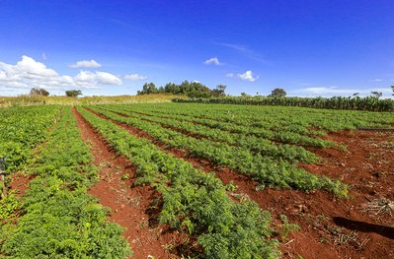 Após manifestação do MPF, Justiça reconhece fazenda em Rondônia como área pública e determina destinação para programas de reforma agrária Após manifestação do MPF, Justiça reconhece fazenda em Rondônia como área pública e determina destinação para programas de reforma agrária