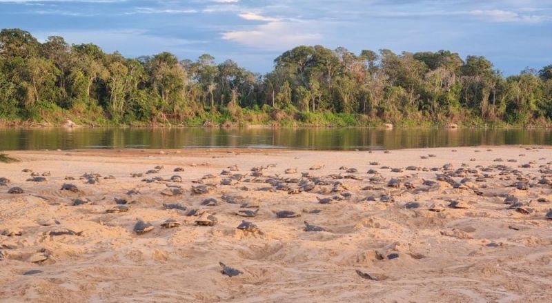 Vale do Guaporé em alerta: clima e caça predatória afetam o maior berçário de tartarugas de água doce do Brasil Vale do Guaporé em alerta: clima e caça predatória afetam o maior berçário de tartarugas de água doce do Brasil