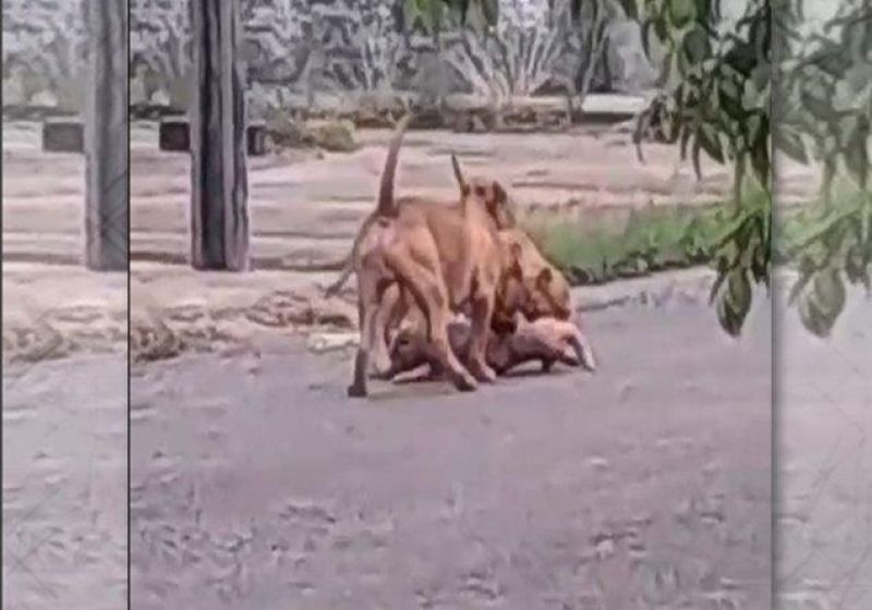 VILHENA: Dois Pitbulls soltos atacam e matam outro cão em rua VILHENA: Dois Pitbulls soltos atacam e matam outro cão em rua