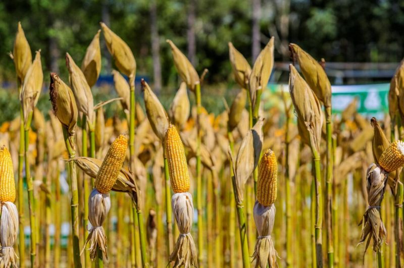 Rondônia registra PIB de R$ 76,4 bilhões e se mantém entre as maiores economias da Região Norte Rondônia registra PIB de R$ 76,4 bilhões e se mantém entre as maiores economias da Região Norte