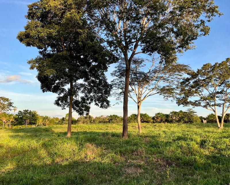 VENDE-SE - PROPRIEDADE RURAL EM ROLIM DE MOURA - 10 ALQUEIRES. VENDE-SE - PROPRIEDADE RURAL EM ROLIM DE MOURA - 10 ALQUEIRES.