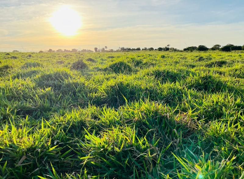 VENDE-SE - PROPRIEDADE RURAL EM ROLIM DE MOURA - 10 ALQUEIRES. VENDE-SE - PROPRIEDADE RURAL EM ROLIM DE MOURA - 10 ALQUEIRES.