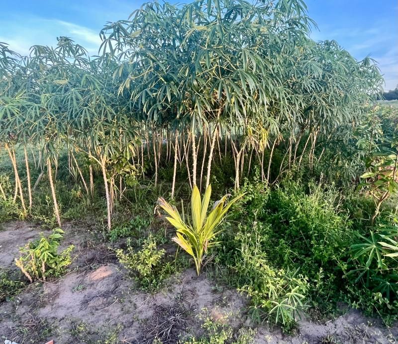 VENDE-SE - PROPRIEDADE RURAL EM ROLIM DE MOURA - 10 ALQUEIRES. VENDE-SE - PROPRIEDADE RURAL EM ROLIM DE MOURA - 10 ALQUEIRES.