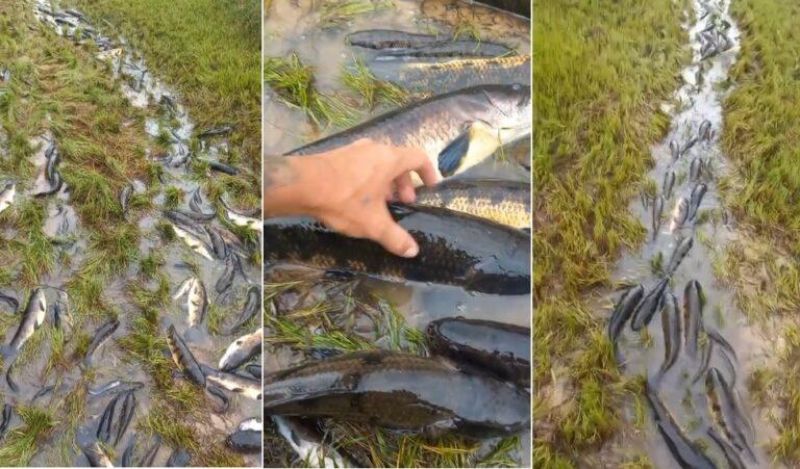 Cena impressionante: milhares de traíras são flagradas em valeta em Seringueiras Cena impressionante: milhares de traíras são flagradas em valeta em Seringueiras