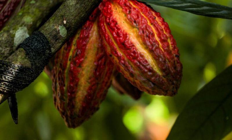Rondônia sedia pela primeira vez o Concurso Nacional de Qualidade do Cacau Rondônia sedia pela primeira vez o Concurso Nacional de Qualidade do Cacau