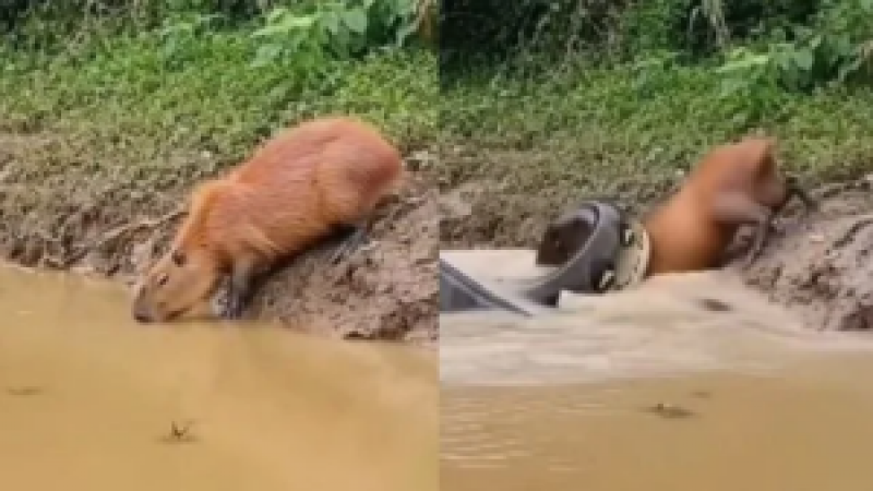 Imagem impressionante de capivara sendo surpreendida por sucuri durante ataque às margens de rio Imagem impressionante de capivara sendo surpreendida por sucuri durante ataque às margens de rio