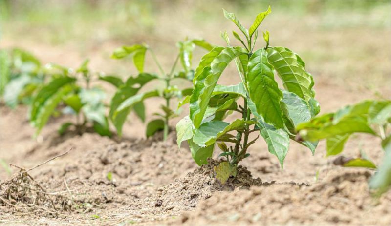 Agricultores de Alto Alegre dos Parecis ganham mudas para fortalecer a Agricultura Familiar Agricultores de Alto Alegre dos Parecis ganham mudas para fortalecer a Agricultura Familiar