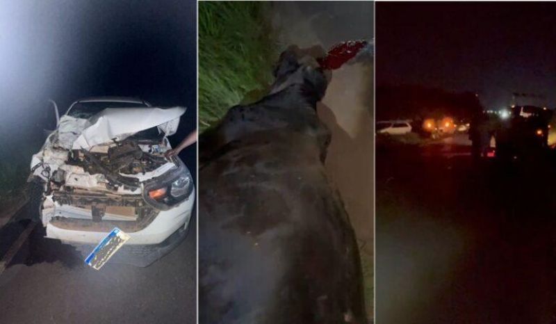 ALVORADA DO OESTE: Fiat Strada tem frente destruída após colidir com animal solto na RO-473 ALVORADA DO OESTE: Fiat Strada tem frente destruída após colidir com animal solto na RO-473
