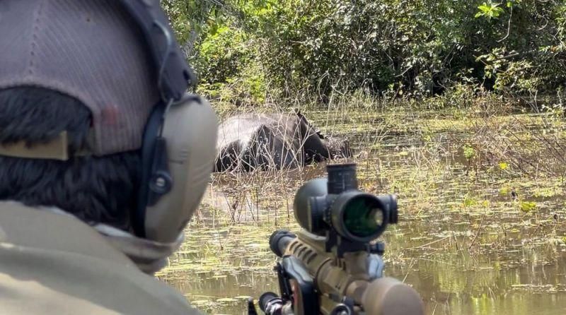 MPF pede à Justiça que ICMBio suspenda abate de búfalos invasores em reservas na Amazônia MPF pede à Justiça que ICMBio suspenda abate de búfalos invasores em reservas na Amazônia