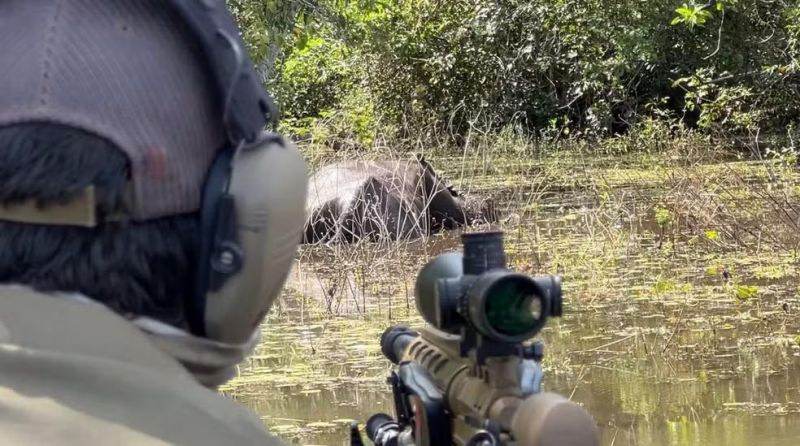 ICMBio retoma abate de búfalos invasores na Amazônia ICMBio retoma abate de búfalos invasores na Amazônia