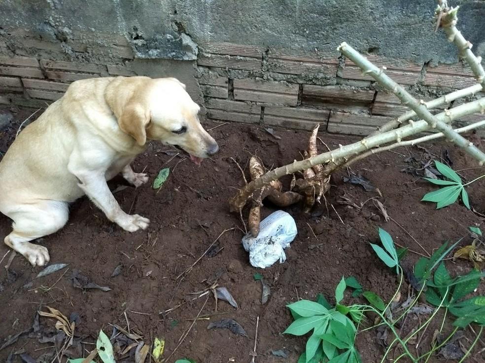 Cadela da PM ajuda na apreensão de quase meio quilo de droga em Cacoal, RO
