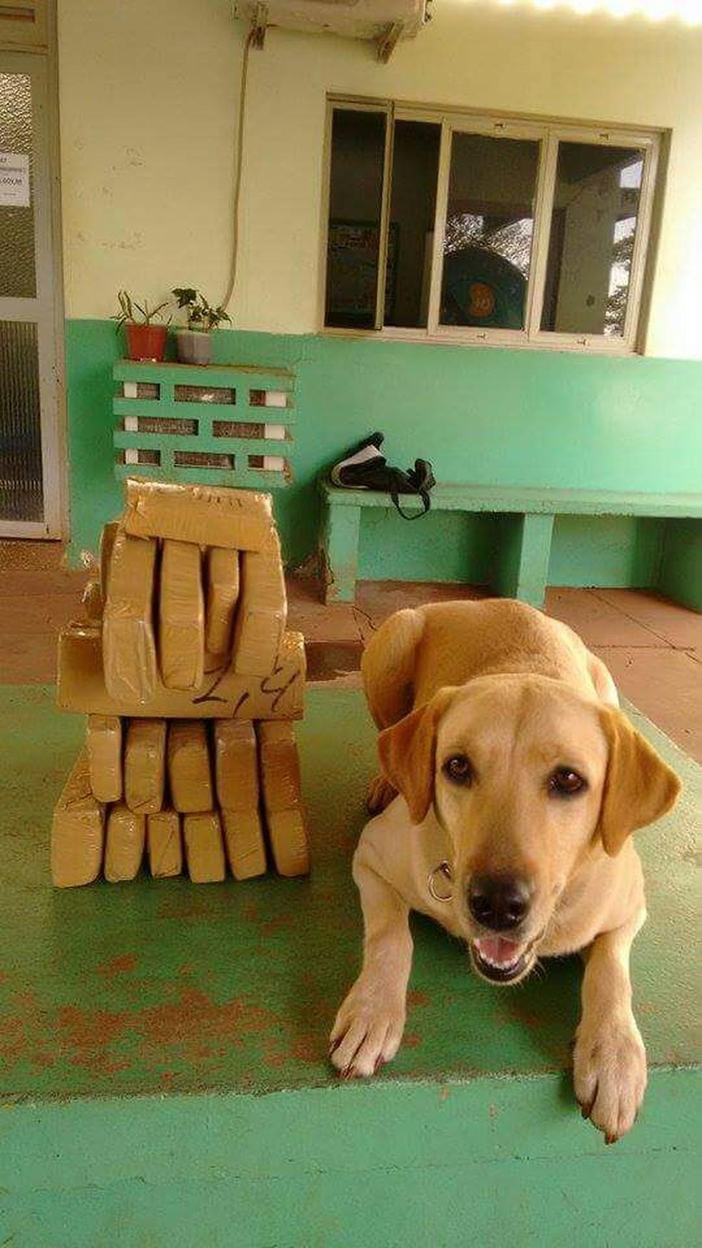 Cadela da PM ajuda na apreensão de quase meio quilo de droga em Cacoal, RO