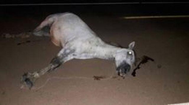 Animal na pista causa acidente na BR-429, próximo de Seringueiras