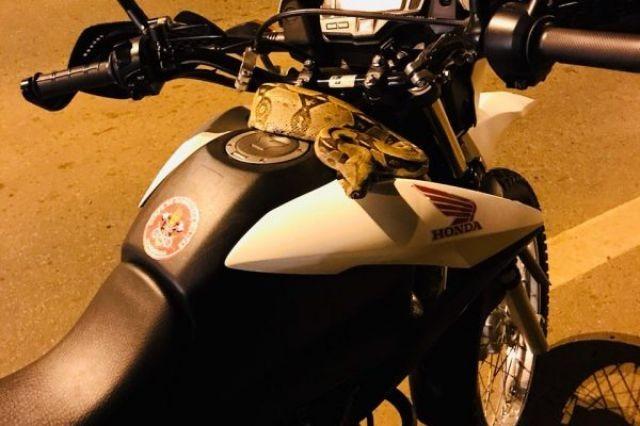 Bombeiro é surpreendido por jiboia escondida em moto enquanto pilotava pela BR-364 Bombeiro é surpreendido por jiboia escondida em moto enquanto pilotava pela BR-364
