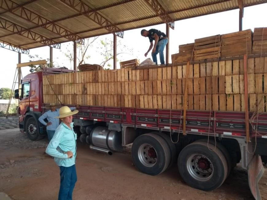 Rolim de Moura – Mais 18 mil mudas de Café Clonal são distribuídas para produtores rurais