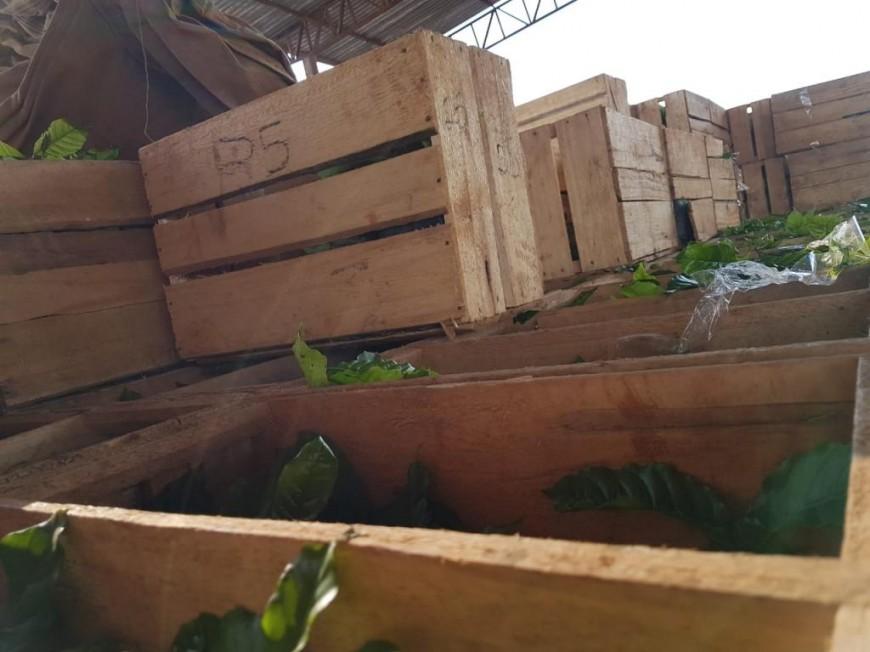 Rolim de Moura – Mais 18 mil mudas de Café Clonal são distribuídas para produtores rurais
