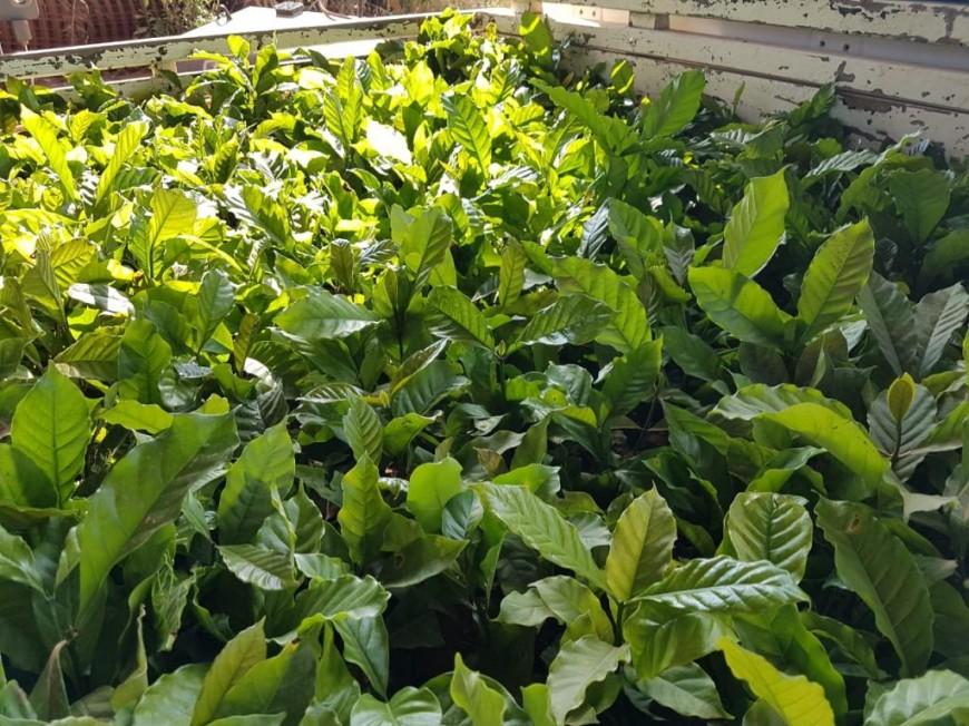 Rolim de Moura – Mais 18 mil mudas de Café Clonal são distribuídas para produtores rurais