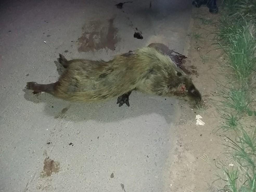 Passageira morre após carro atropelar capivara e capotar na BR-364 em Alto Paraíso, RO