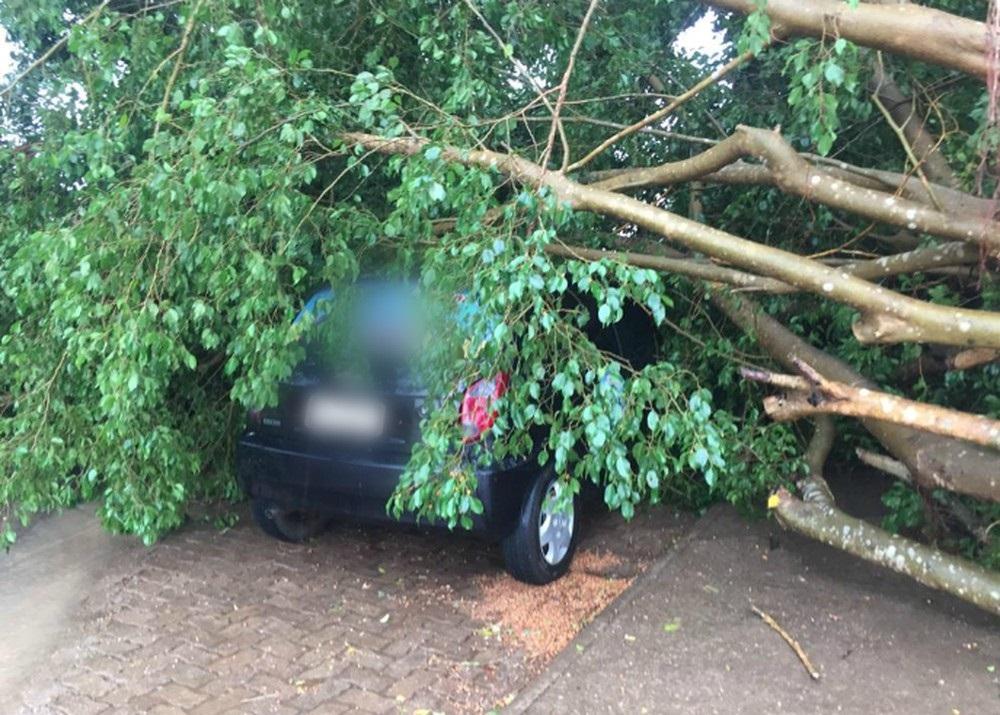 Chuva forte e rajadas de vento derrubam árvore e destelham casas e escola de Ariquemes, RO Chuva forte e rajadas de vento derrubam árvore e destelham casas e escola de Ariquemes, RO