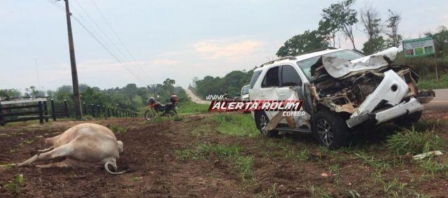 Nova Estrela - Camioneta se choca contra animal solto na pista Nova Estrela - Camioneta se choca contra animal solto na pista