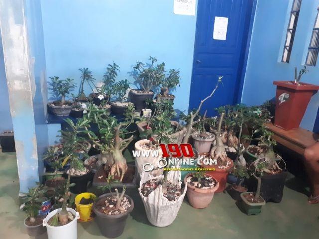 Alta Floresta - Após denúncia, homem é preso por furtar mais de 40 pés de rosas do deserto Alta Floresta - Após denúncia, homem é preso por furtar mais de 40 pés de rosas do deserto