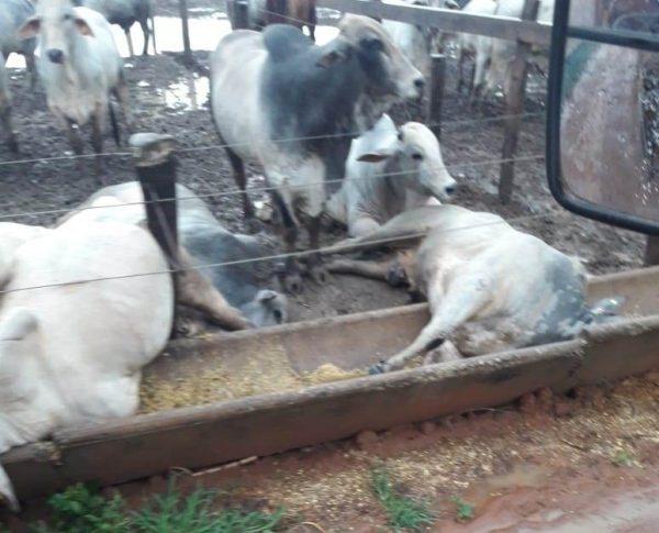 Cabo de alta tensão cai e mata 15 cabeças de boi em confinamento próximo a Cabixi