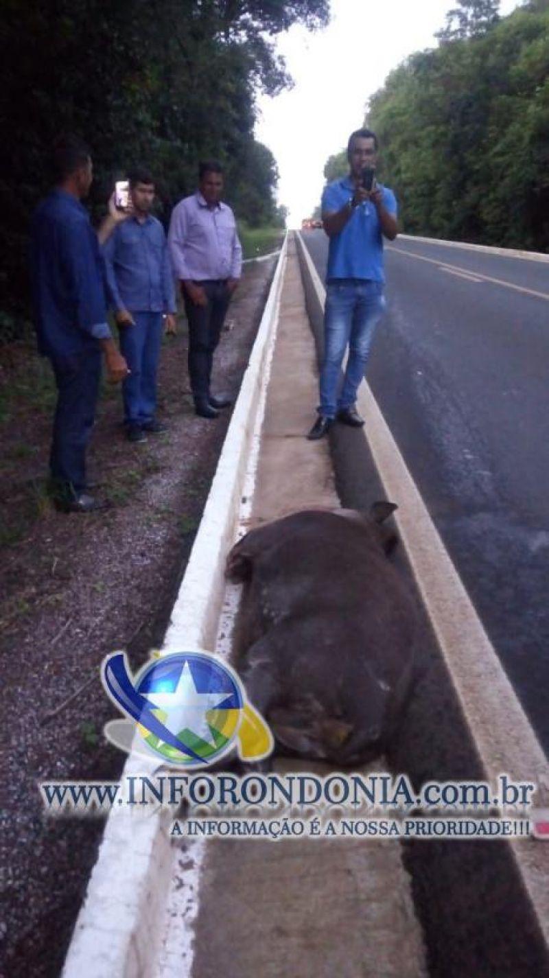 Vereadores de cidade de Rondônia sofrem acidente ao bater veículo em anta na BR-070 Vereadores de cidade de Rondônia sofrem acidente ao bater veículo em anta na BR-070