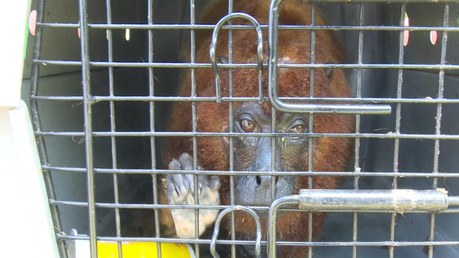 Após se recuperar de maus tratos, macaco é devolvido à natureza em Cacoal, RO Após se recuperar de maus tratos, macaco é devolvido à natureza em Cacoal, RO
