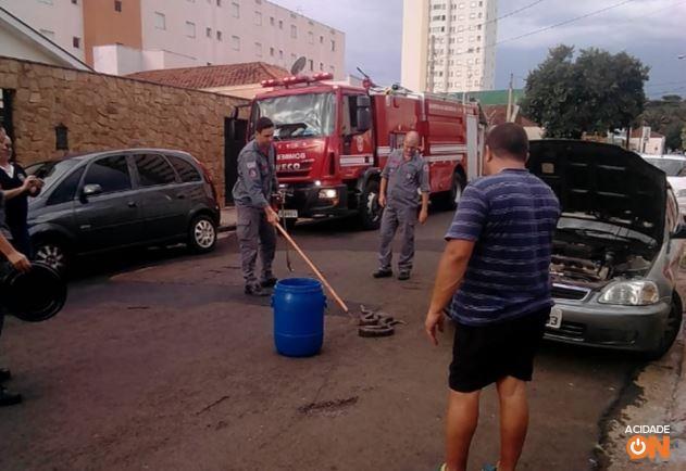 Sucuri de dois metros é encontrada em para-choque de carro Sucuri de dois metros é encontrada em para-choque de carro