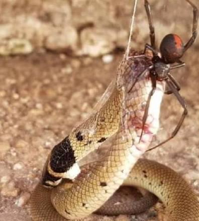 Aranha vence briga com cobra venenosa e finaliza comendo o réptil Aranha vence briga com cobra venenosa e finaliza comendo o réptil