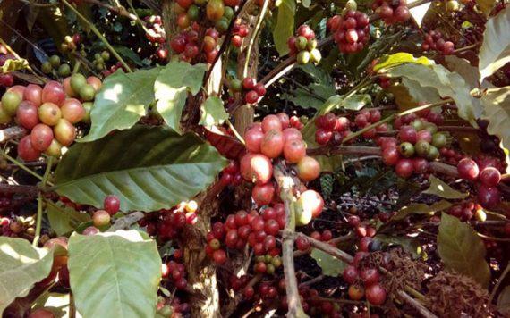 Com área de cultivo 23,9% menor do que em 2015, produção estimada de café clonal deve aumentar em 21,6% em Rondônia Com área de cultivo 23,9% menor do que em 2015, produção estimada de café clonal deve aumentar em 21,6% em Rondônia