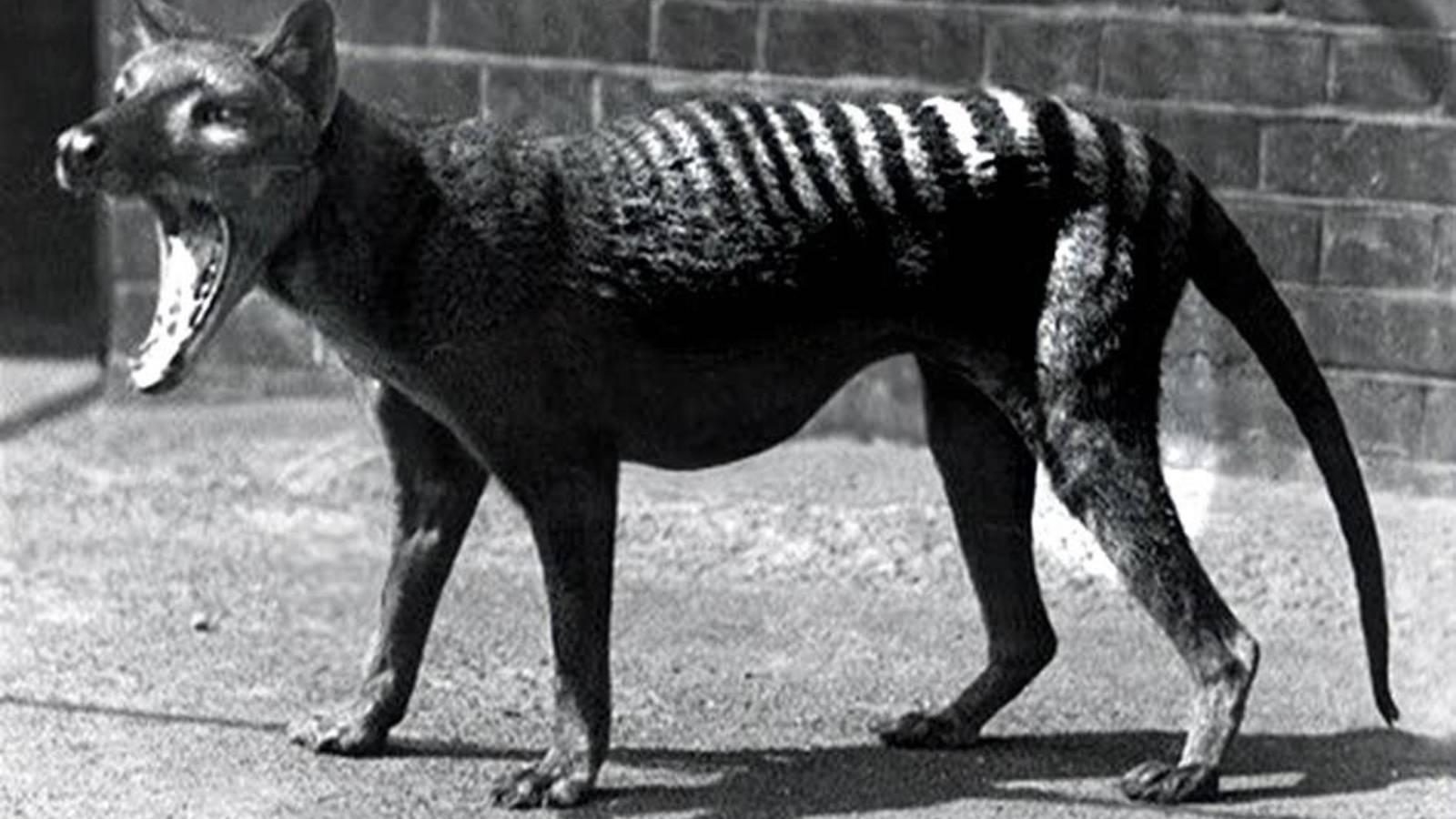MAIS CURIOSIDADES: 07 ANIMAIS EXTINTOS QUE PODEM VOLTAR A VIDA MAIS CURIOSIDADES: 07 ANIMAIS EXTINTOS QUE PODEM VOLTAR A VIDA